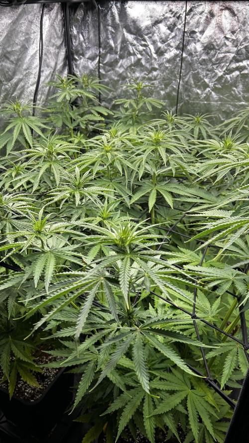 Papaya Zoap F1 Fast by Sweet Seeds. Week 7