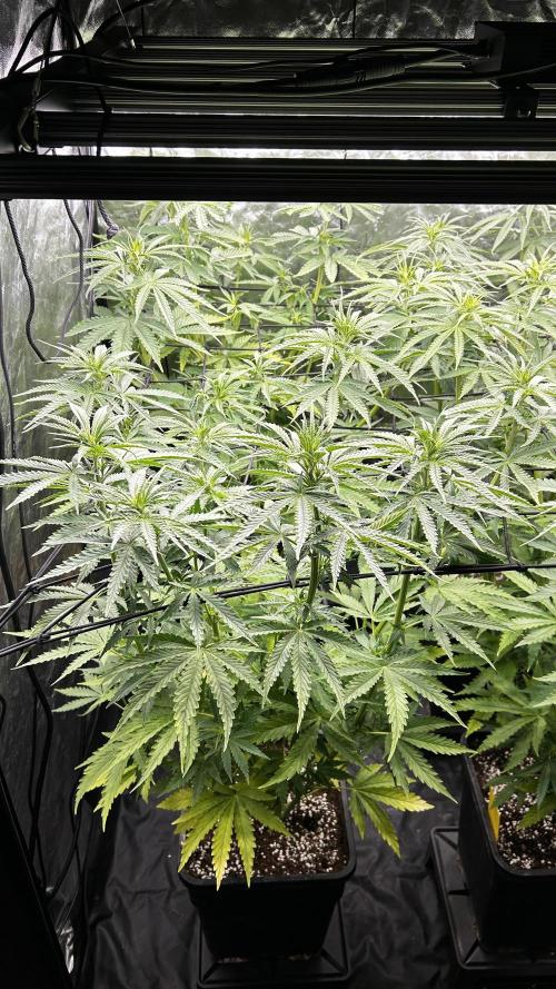 Papaya Zoap F1 Fast by Sweet Seeds. Week 7