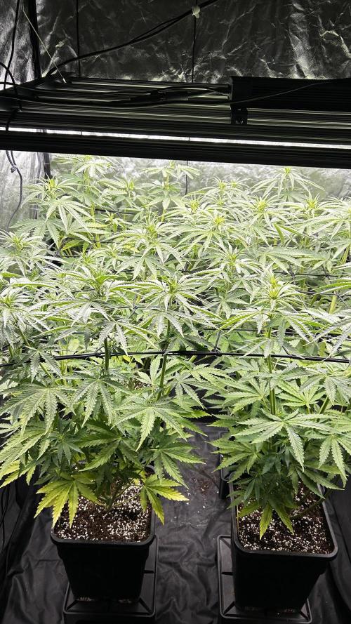 Papaya Zoap F1 Fast by Sweet Seeds. Week 7