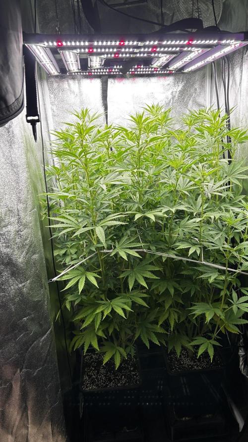 Fast Cakes by Hombre. Week 8