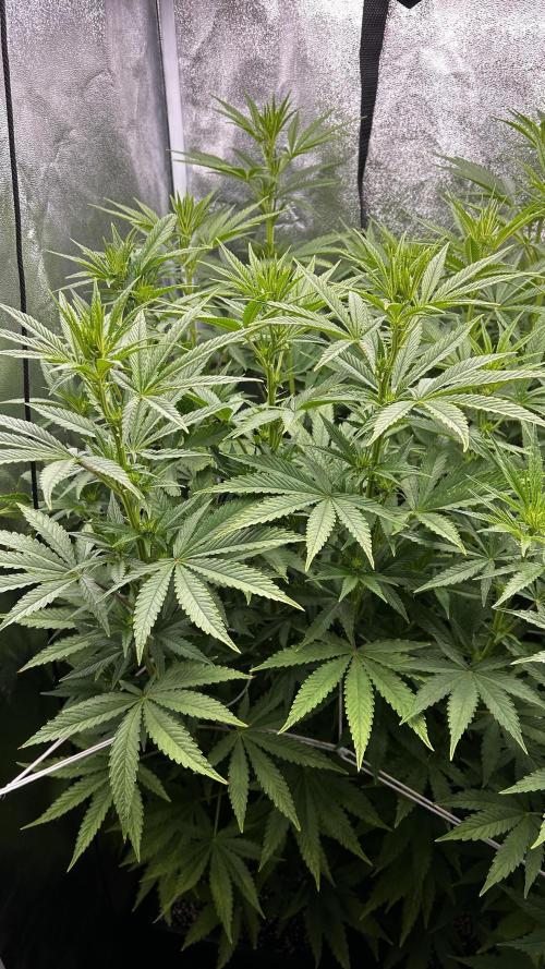 Fast Cakes by Hombre. Week 8