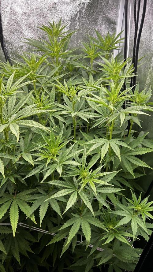 Fast Cakes by Hombre. Week 8