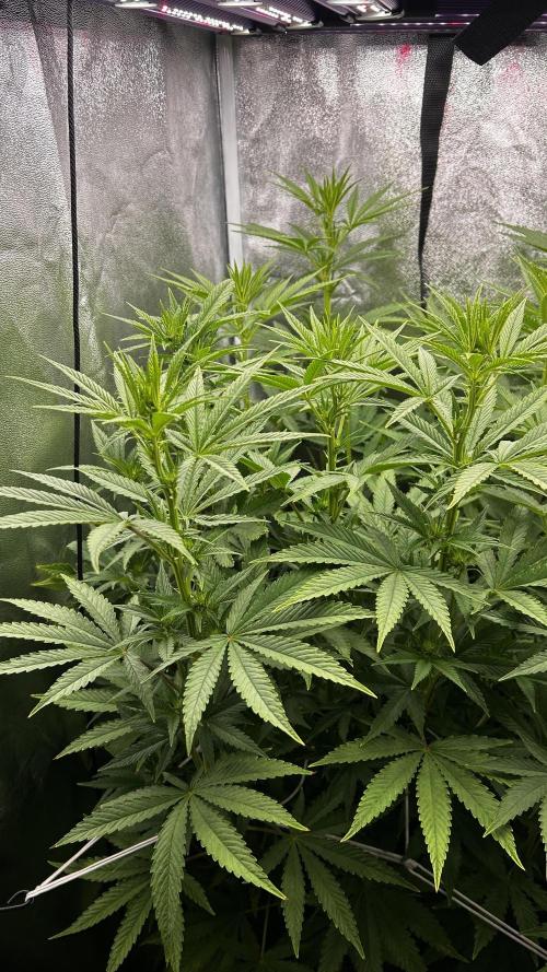 Fast Cakes by Hombre. Week 8