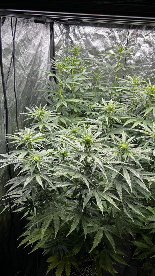 Papaya Zoap F1 Fast by Sweet Seeds. Week 8
