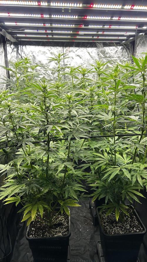 Papaya Zoap F1 Fast by Sweet Seeds. Week 8