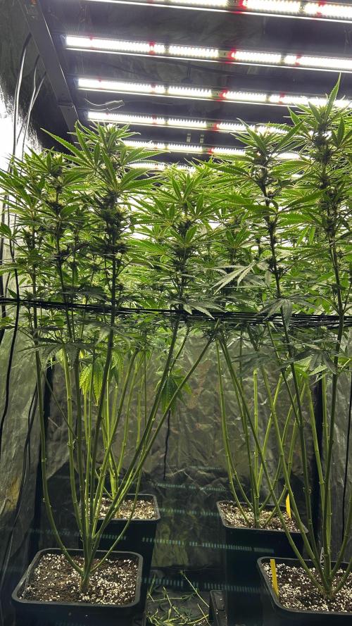 Papaya Zoap F1 Fast by Sweet Seeds. Week 9