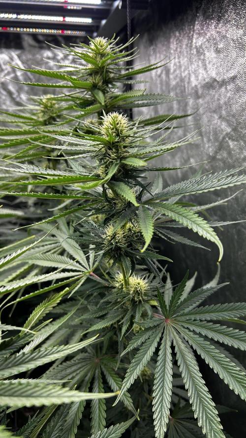 Papaya Zoap F1 Fast by Sweet Seeds. Week 9
