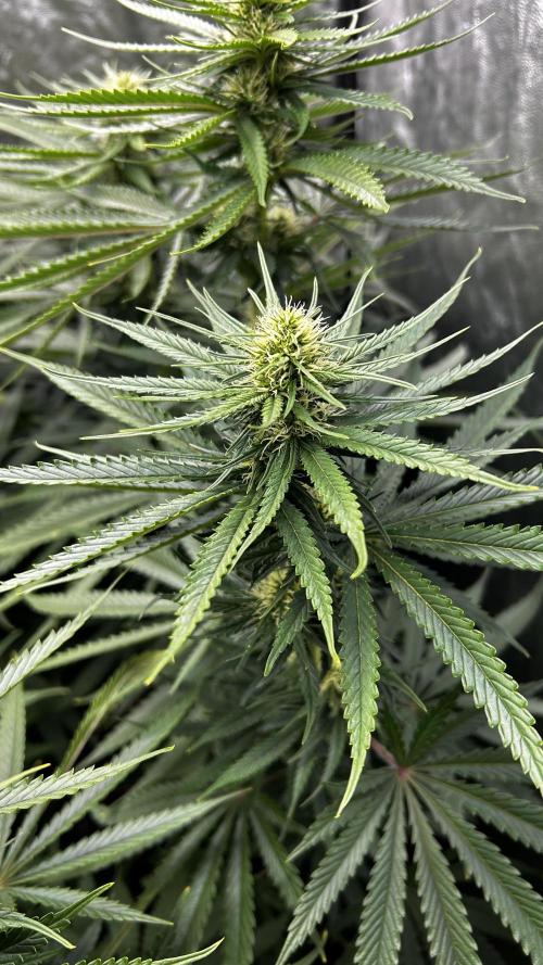 Papaya Zoap F1 Fast by Sweet Seeds. Week 9