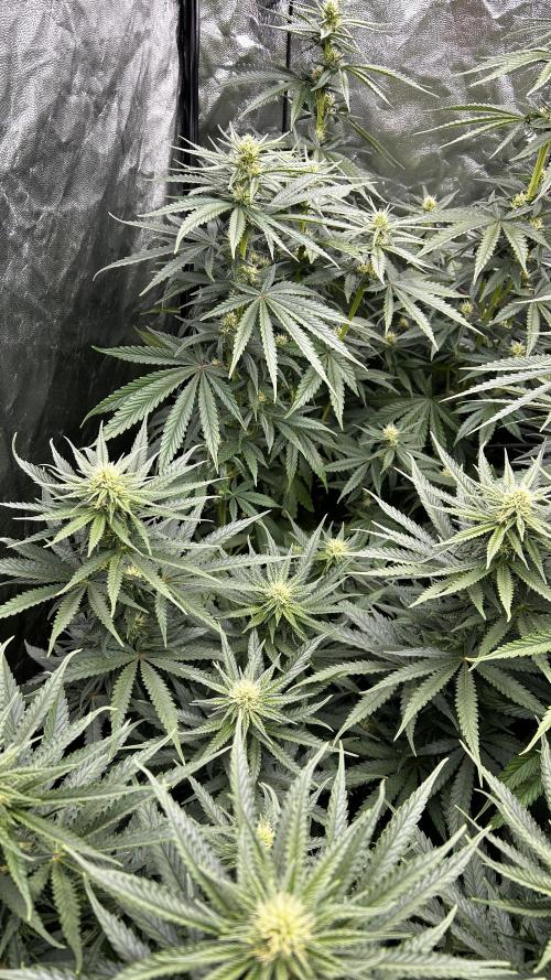 Papaya Zoap F1 Fast by Sweet Seeds. Week 9