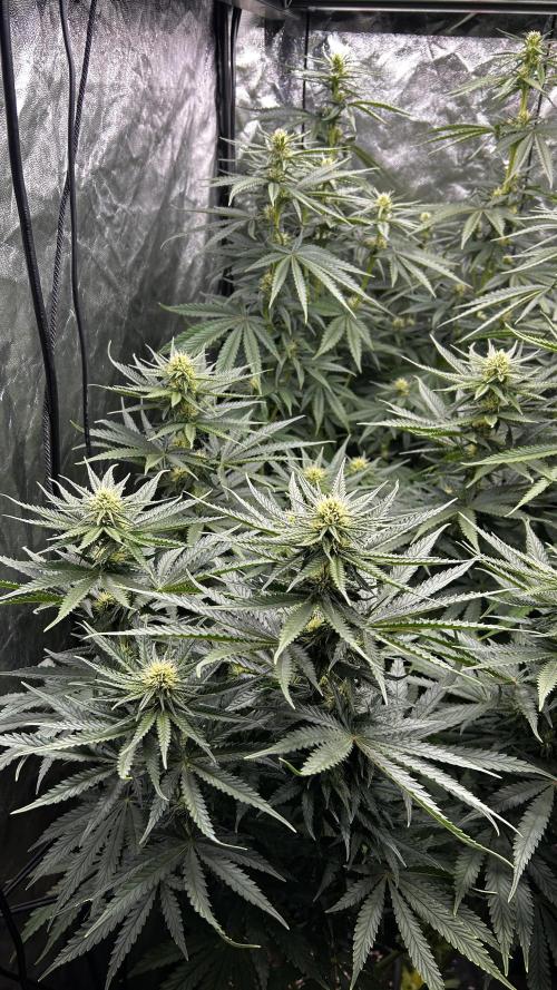 Papaya Zoap F1 Fast by Sweet Seeds. Week 9