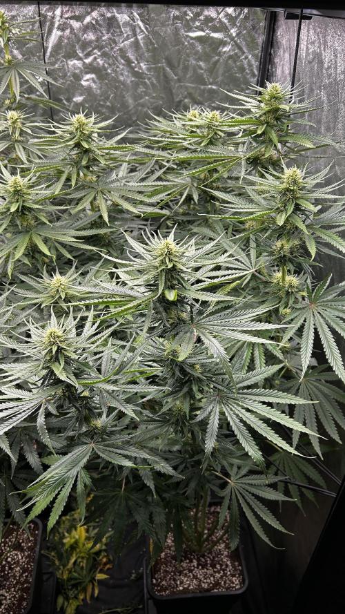Papaya Zoap F1 Fast by Sweet Seeds. Week 9