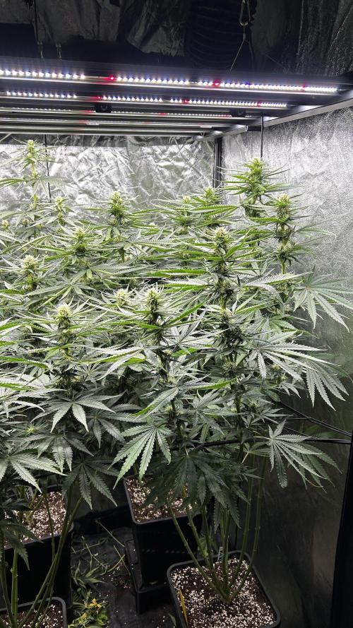 Papaya Zoap F1 Fast by Sweet Seeds. Week 9