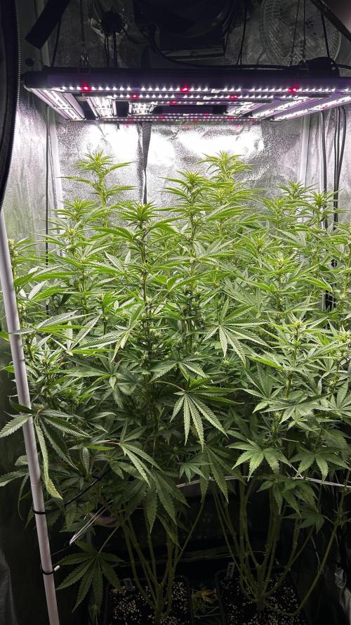 Fast Cakes by Hombre. Week 9