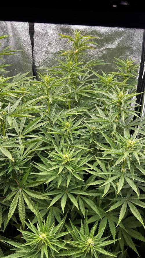 Fast Cakes by Hombre. Week 9