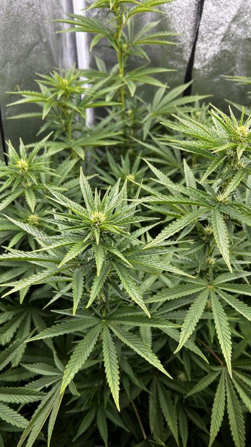Fast Cakes by Hombre. Week 9