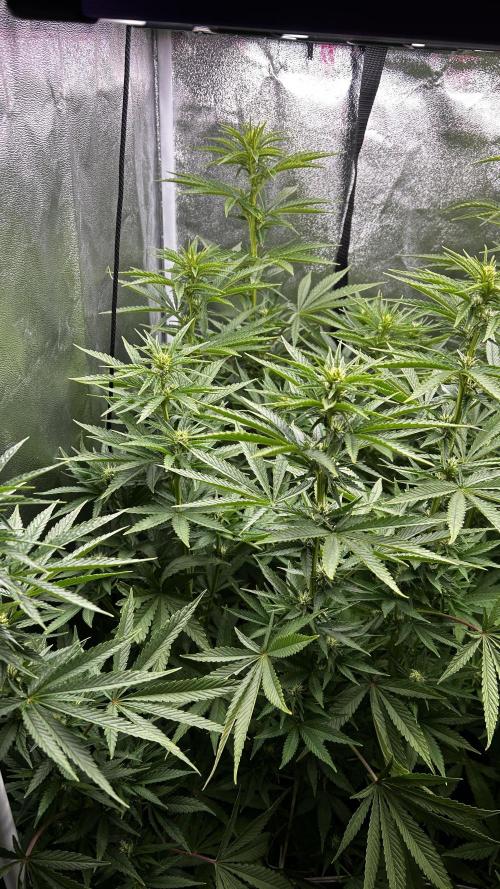 Fast Cakes by Hombre. Week 9