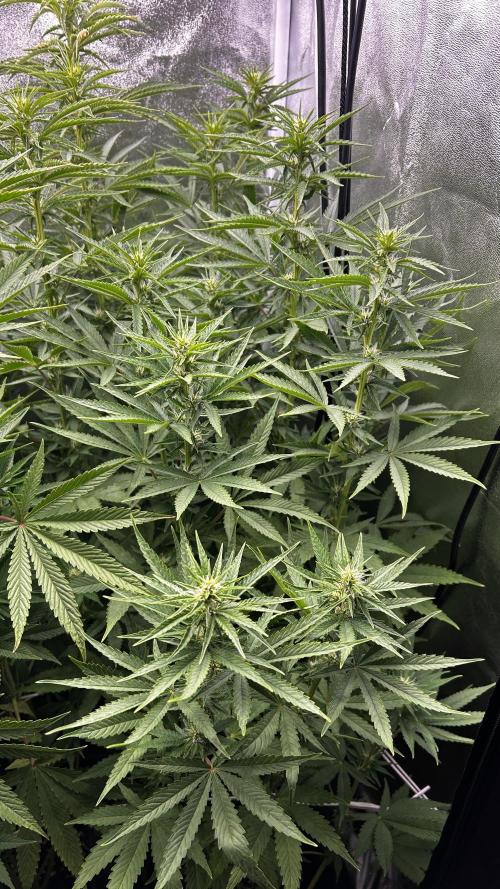 Fast Cakes by Hombre. Week 9