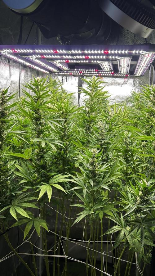 Fast Cakes by Hombre. Week 10