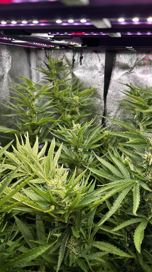 Fast Cakes by Hombre. Week 10