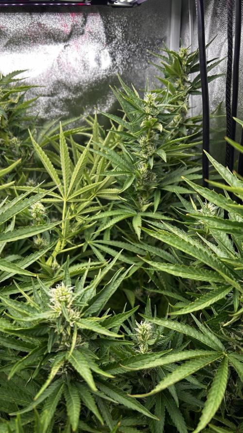 Fast Cakes by Hombre. Week 10