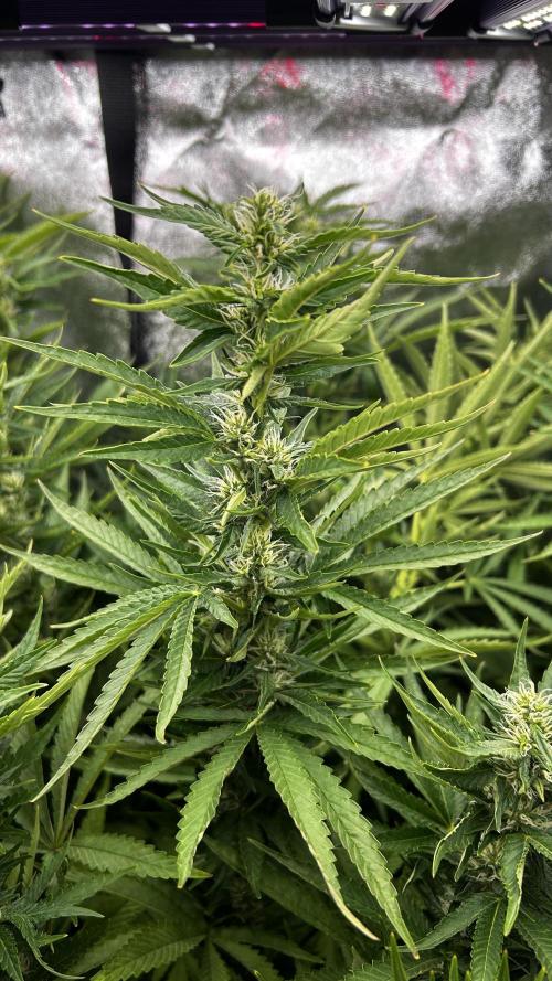 Fast Cakes by Hombre. Week 10
