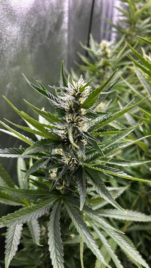 Fast Cakes by Hombre. Week 10