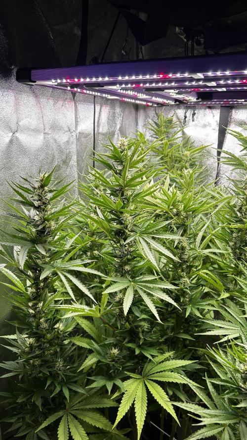 Fast Cakes by Hombre. Week 10