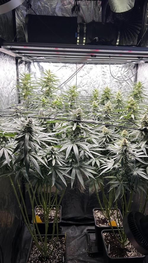 Papaya Zoap F1 Fast by Sweet Seeds. Week 10