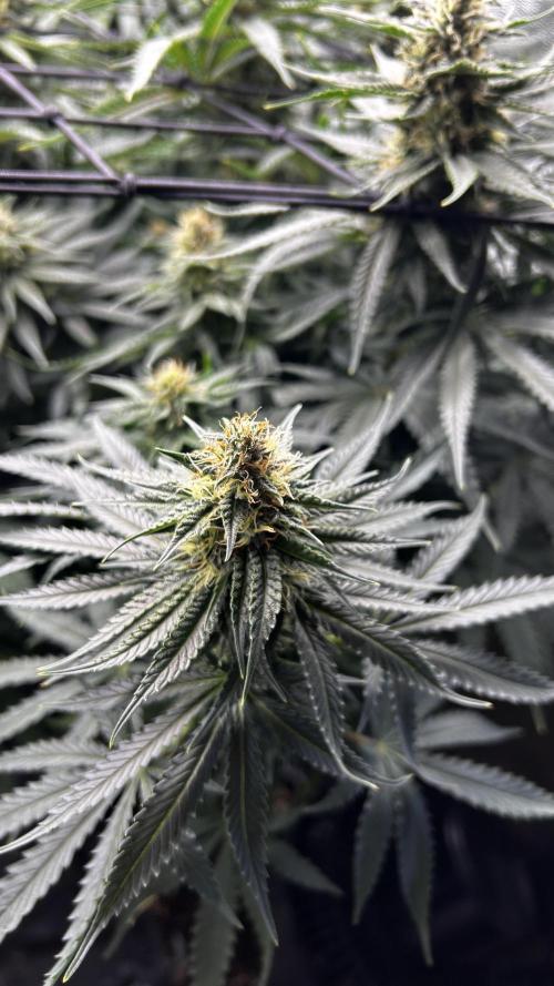 Papaya Zoap F1 Fast by Sweet Seeds. Week 10