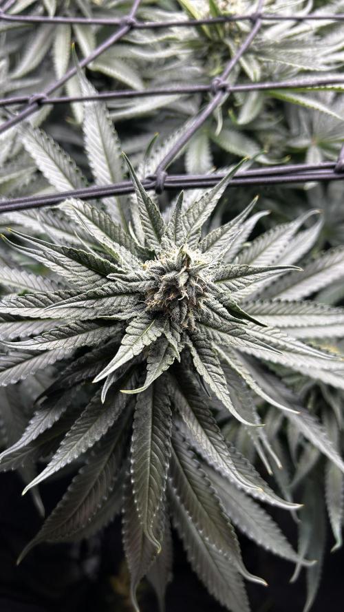 Papaya Zoap F1 Fast by Sweet Seeds. Week 10