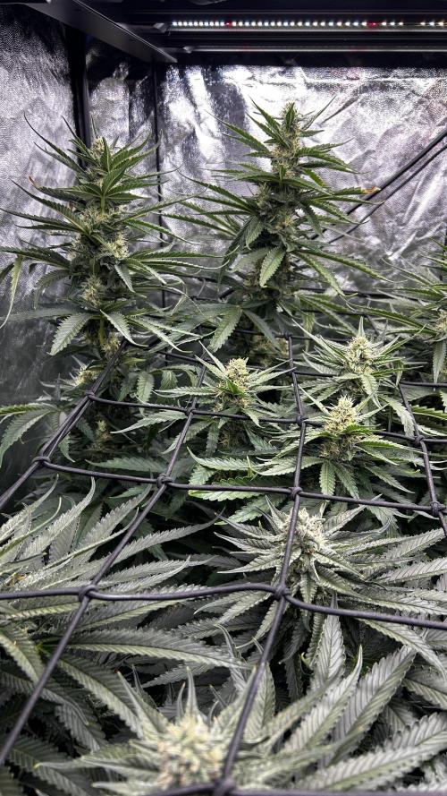 Papaya Zoap F1 Fast by Sweet Seeds. Week 10