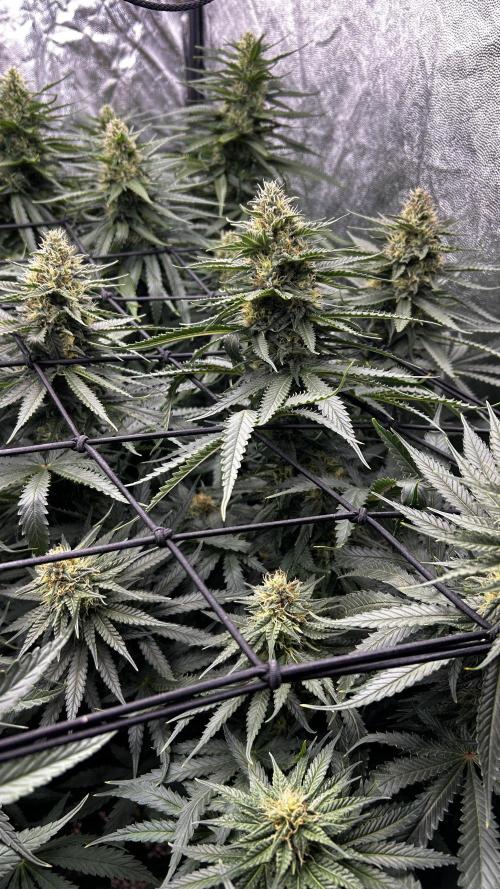 Papaya Zoap F1 Fast by Sweet Seeds. Week 10