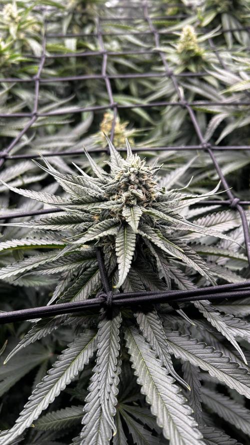 Papaya Zoap F1 Fast by Sweet Seeds. Week 10