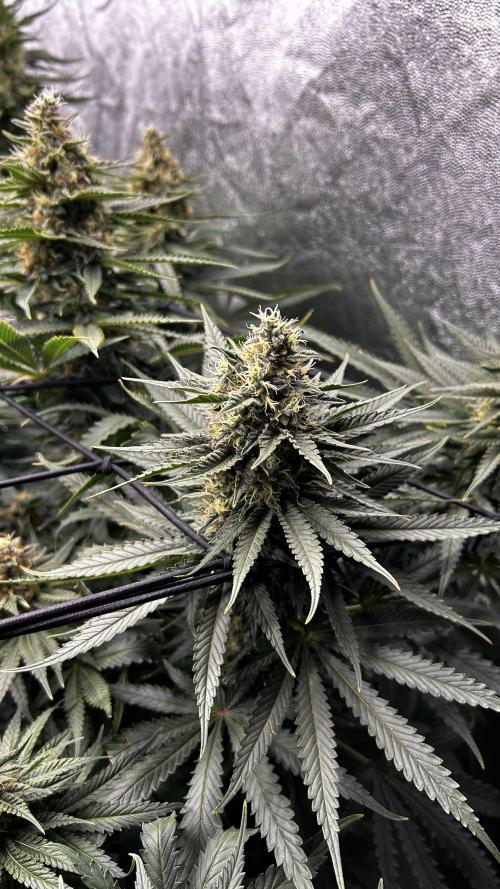 Papaya Zoap F1 Fast by Sweet Seeds. Week 11