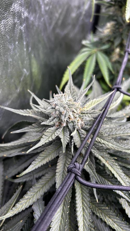 Papaya Zoap F1 Fast by Sweet Seeds. Week 11