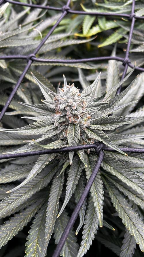 Papaya Zoap F1 Fast by Sweet Seeds. Week 11