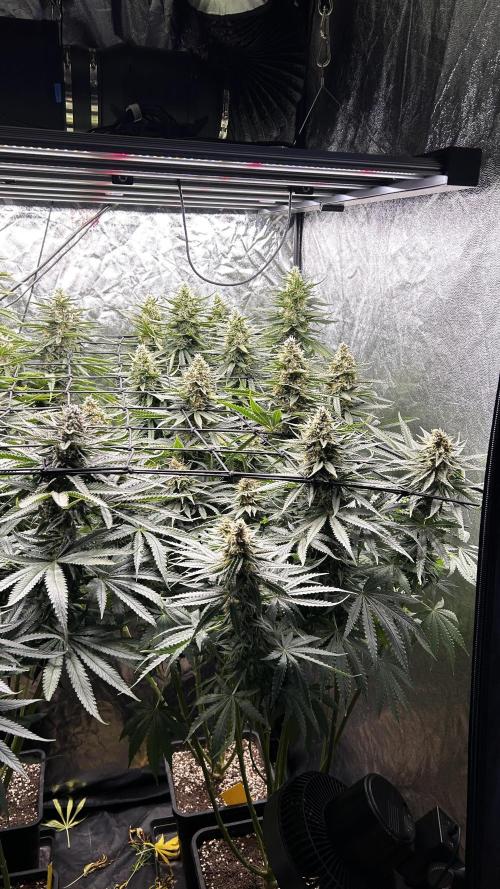 Papaya Zoap F1 Fast by Sweet Seeds. Week 11