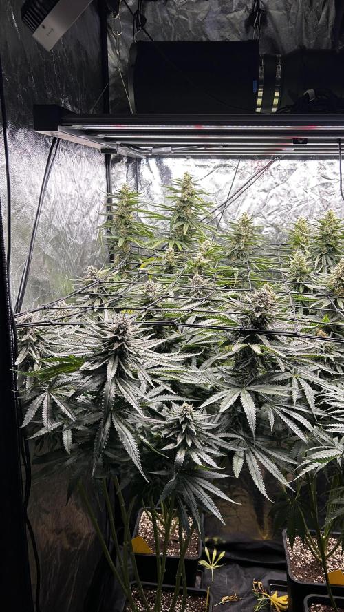 Papaya Zoap F1 Fast by Sweet Seeds. Week 11
