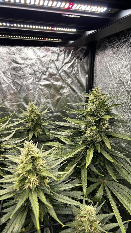 Papaya Zoap F1 Fast by Sweet Seeds. Week 11