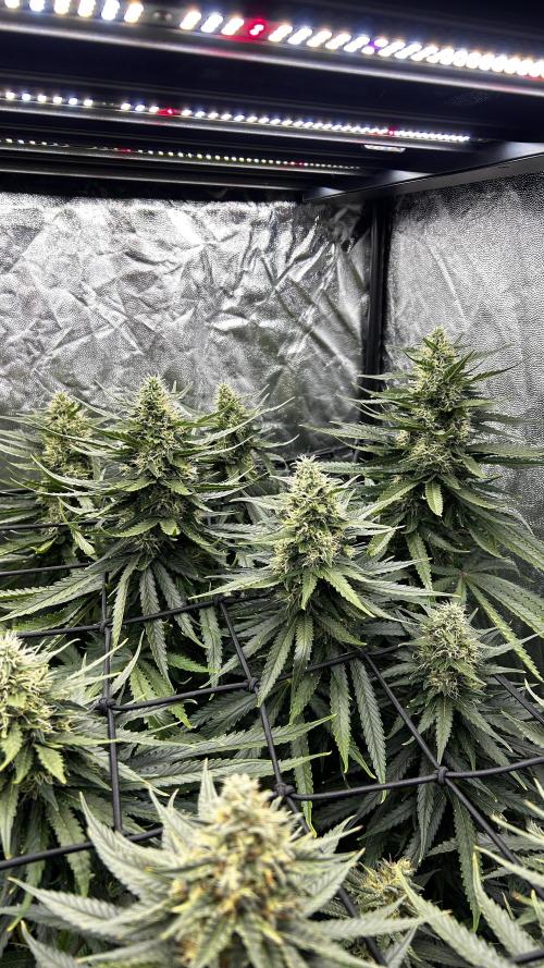 Papaya Zoap F1 Fast by Sweet Seeds. Week 11