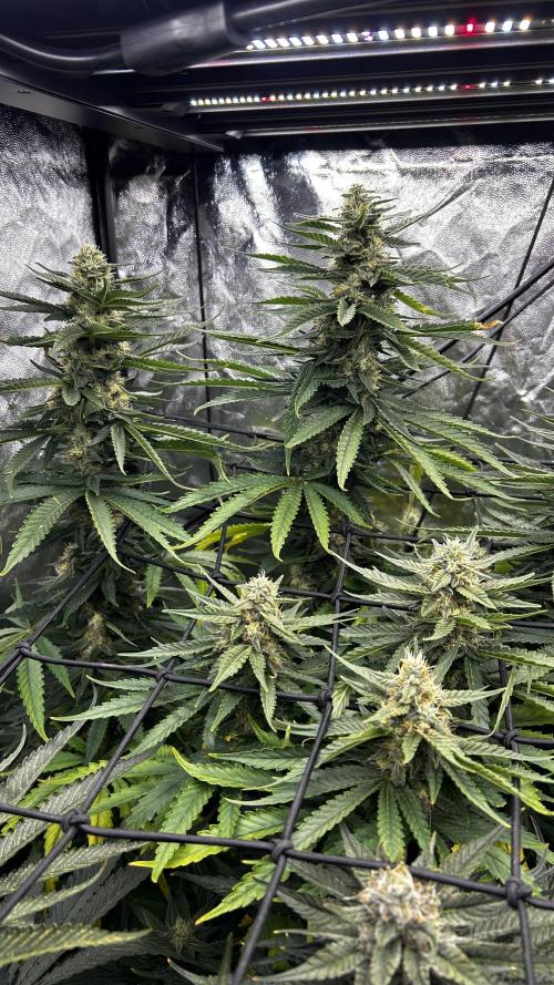 Papaya Zoap F1 Fast by Sweet Seeds. Week 11