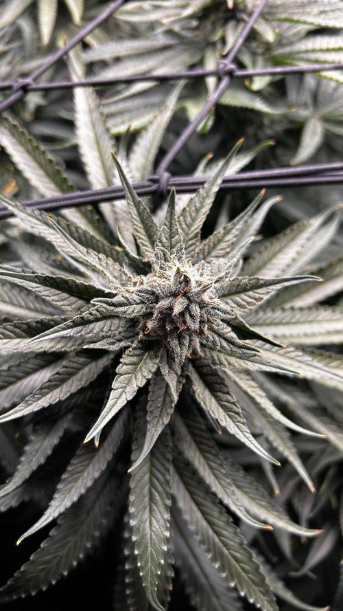 Papaya Zoap F1 Fast by Sweet Seeds. Week 11