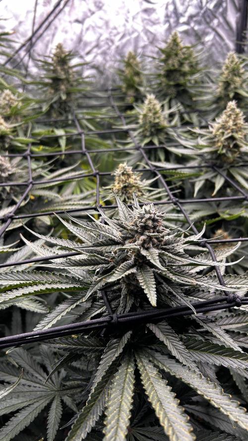 Papaya Zoap F1 Fast by Sweet Seeds. Week 11