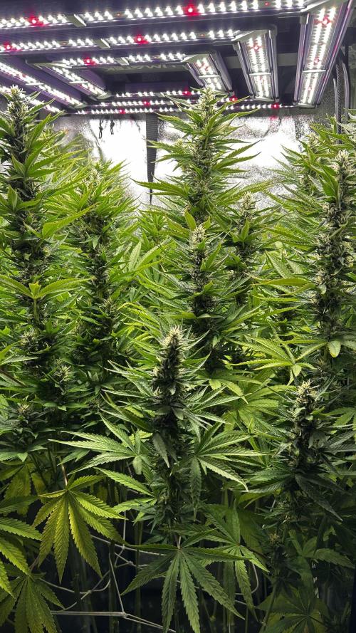 Fast Cakes by Hombre. Week 11