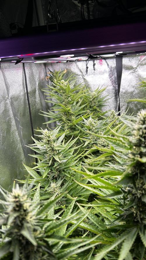 Fast Cakes by Hombre. Week 11
