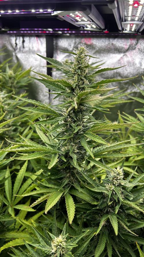 Fast Cakes by Hombre. Week 11