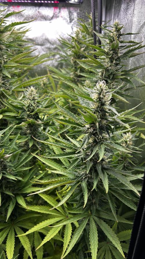 Fast Cakes by Hombre. Week 11