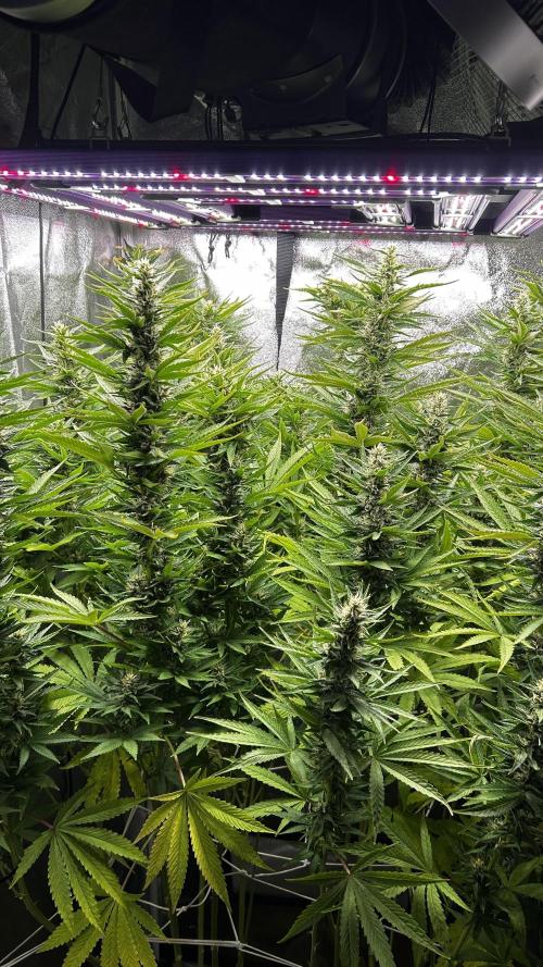 Fast Cakes by Hombre. Week 11