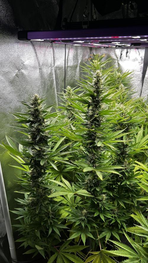 Fast Cakes by Hombre. Week 11
