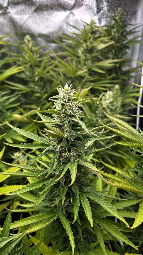 Fast Cakes by Hombre. Week 12